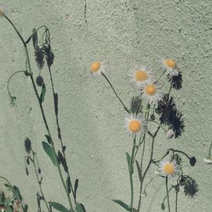 香蕉视频草莓视频
